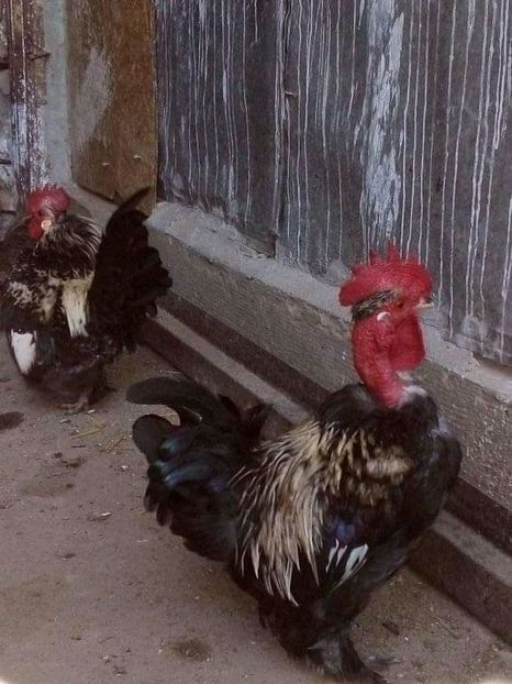  - Matca de găini pitice 2020