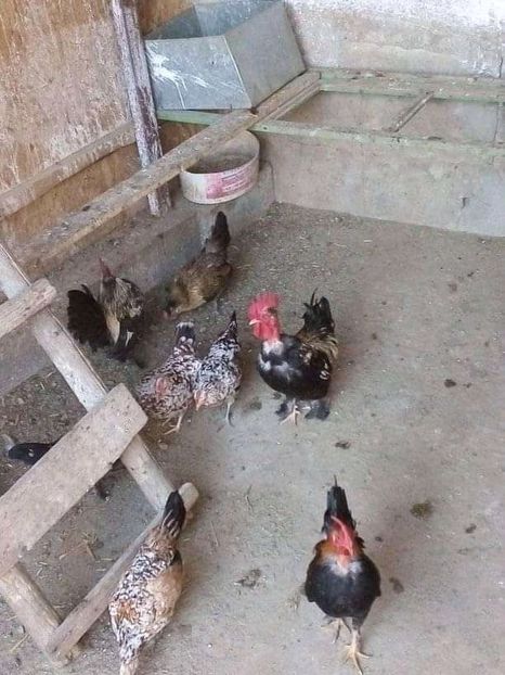  - Matca de găini pitice 2020