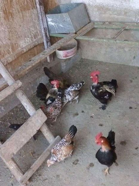  - Matca de găini pitice 2020