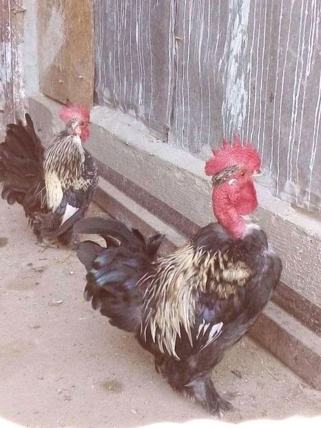  - Matca de găini pitice 2020