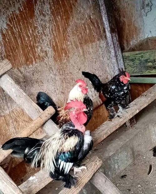  - Matca de găini pitice 2020