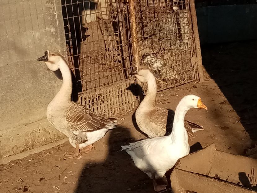  - Gâște carunculate
