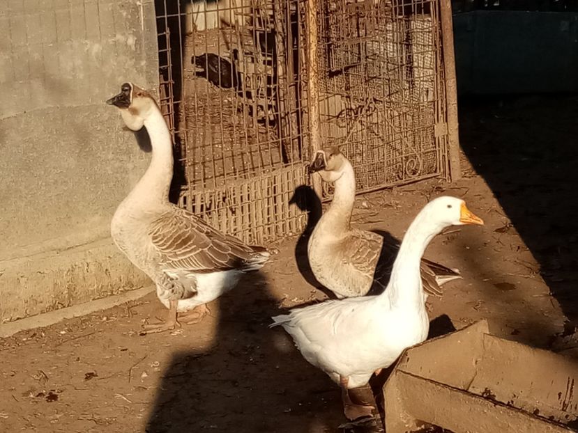  - Gâște carunculate