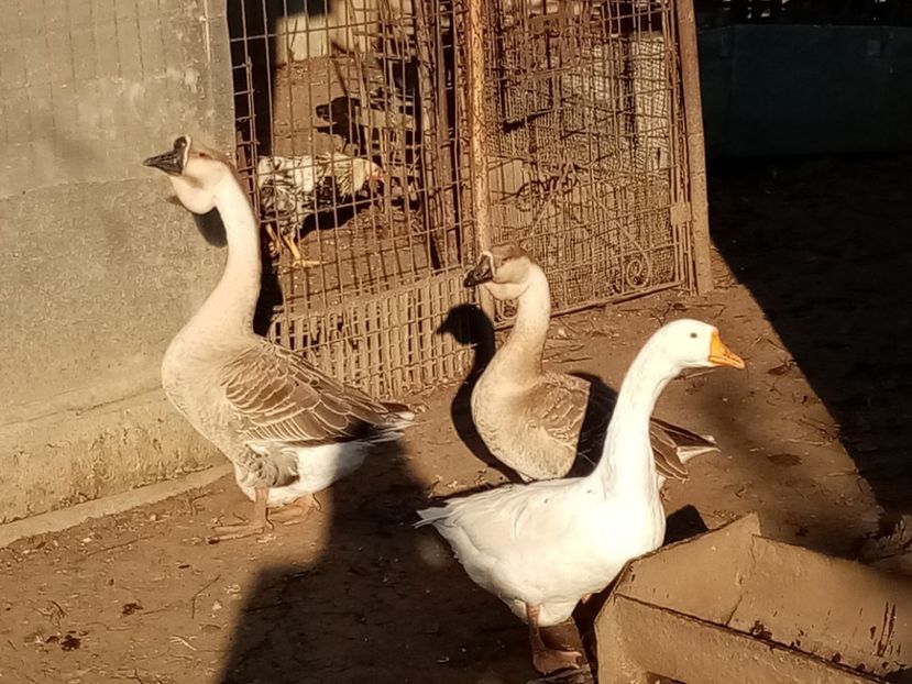  - Gâște carunculate