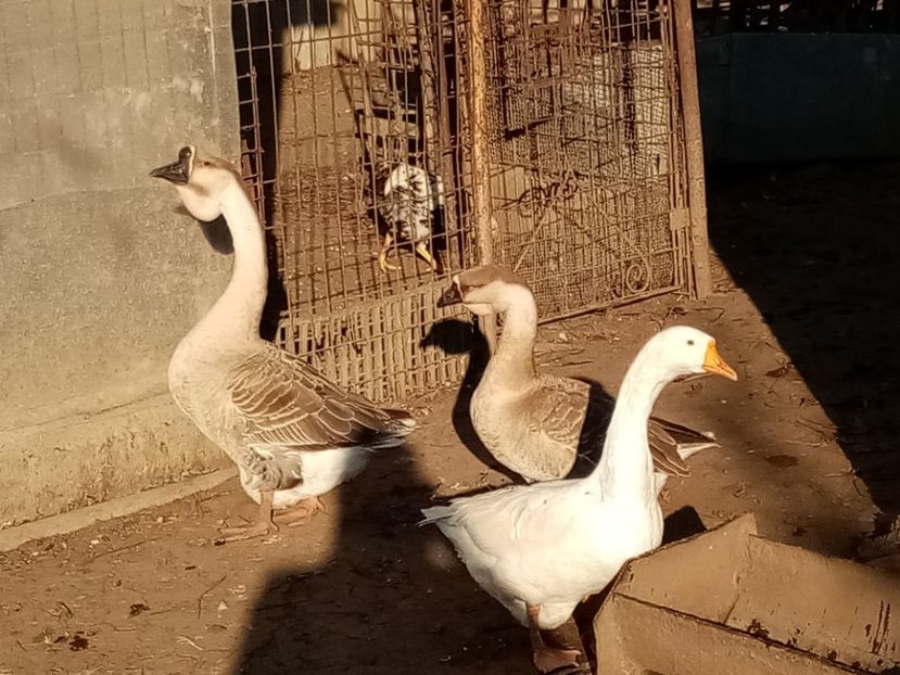  - Gâște carunculate