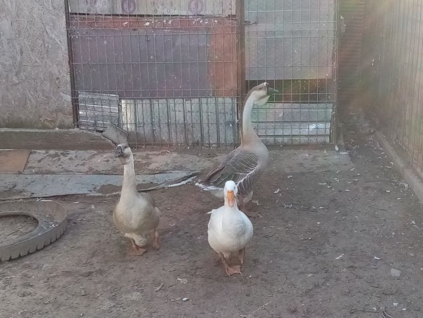  - Gâște carunculate