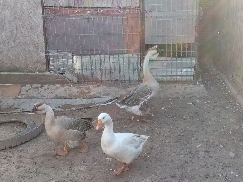  - Gâște carunculate