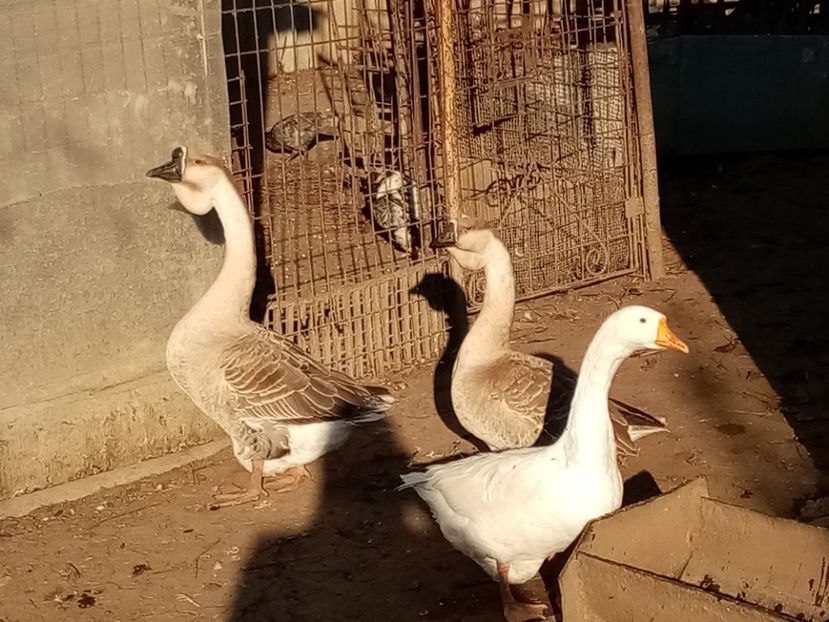  - Gâște carunculate