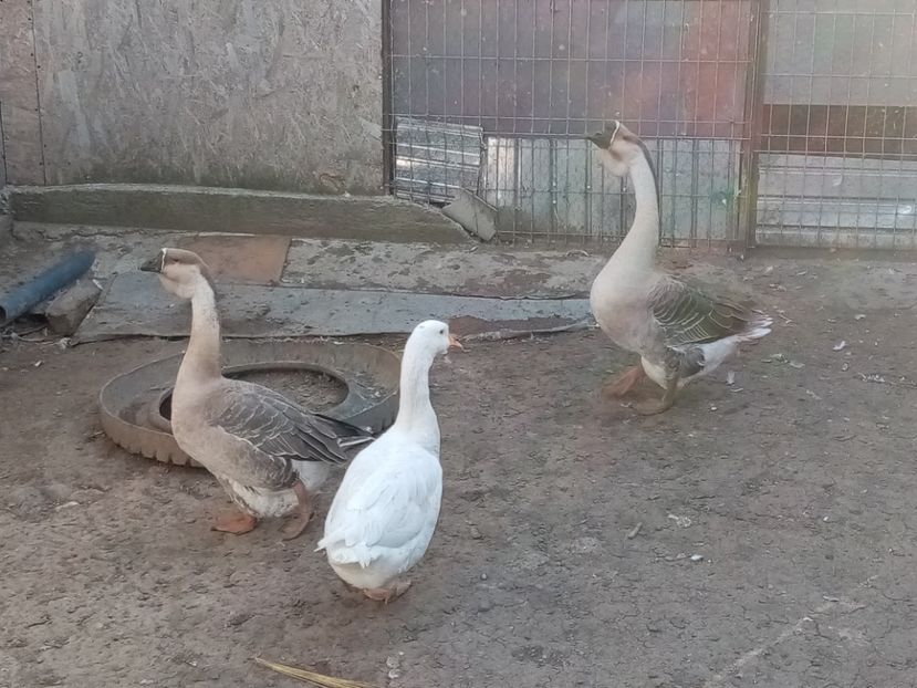  - Gâște carunculate