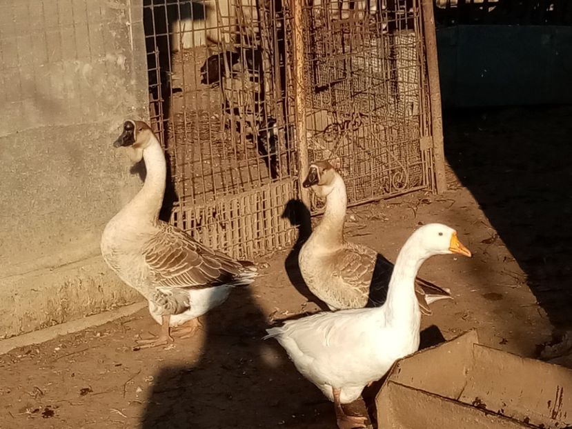  - Gâște carunculate