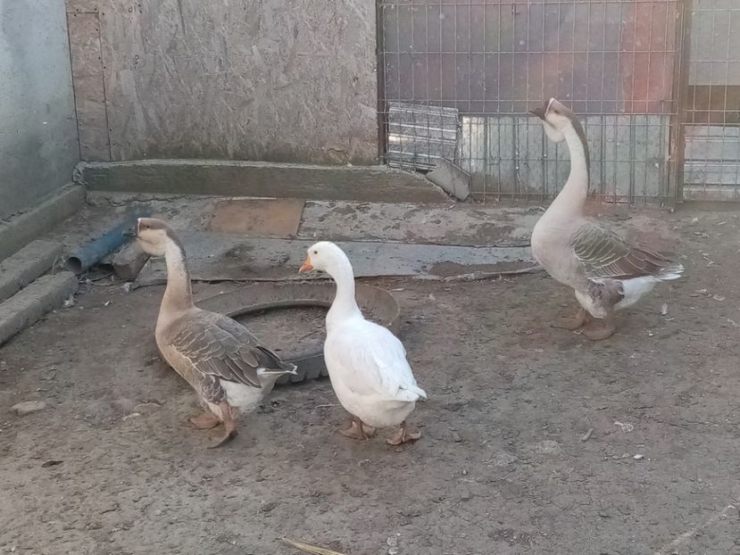  - Gâște carunculate