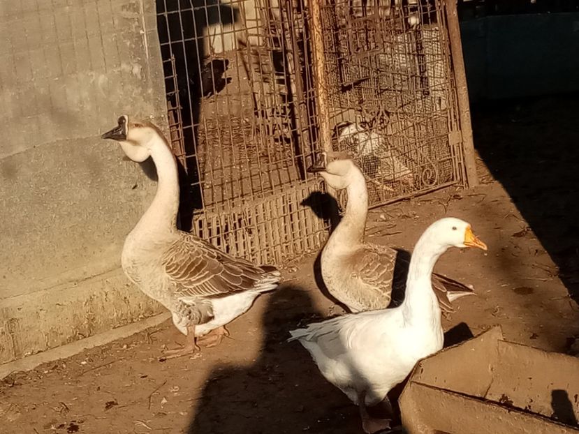  - Gâște carunculate