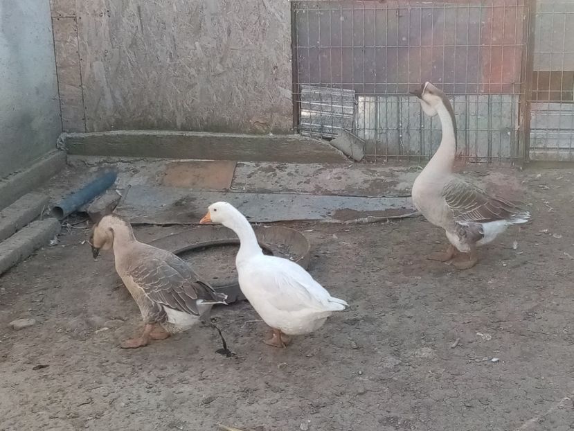  - Gâște carunculate