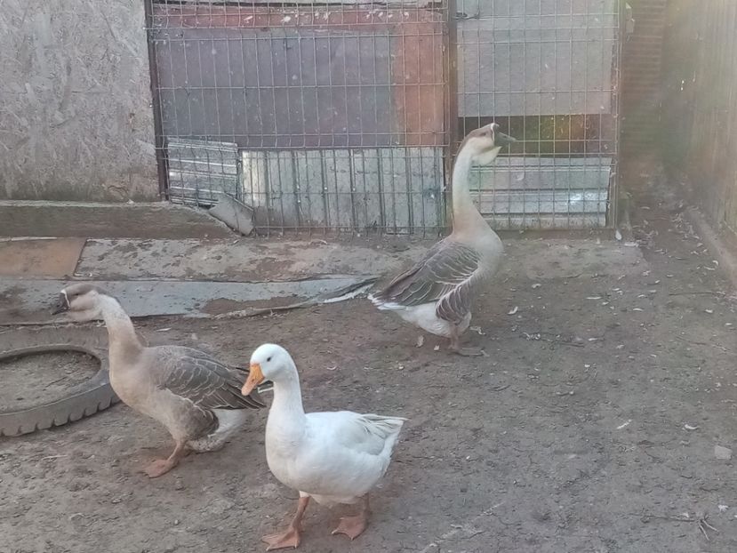  - Gâște carunculate