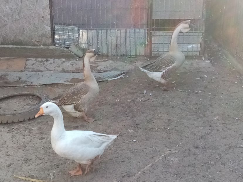  - Gâște carunculate