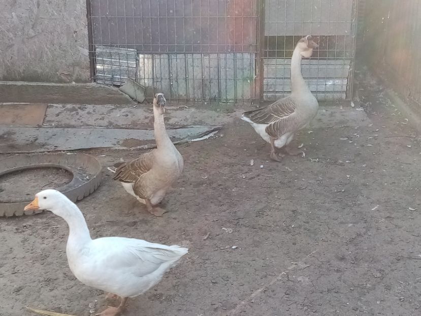  - Gâște carunculate