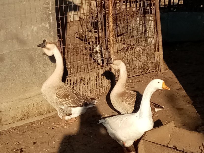  - Gâște carunculate