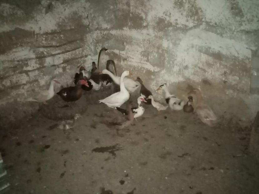  - Raţe