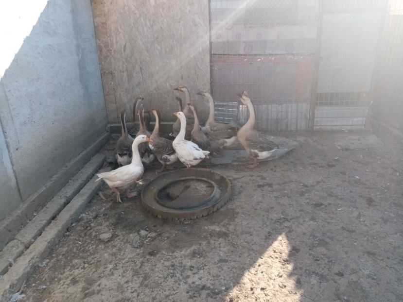  - Boboci de gâscă leșească 2020