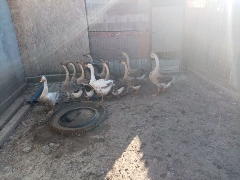  - Boboci de gâscă leșească 2020
