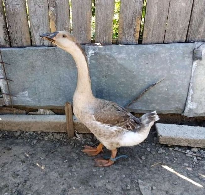  - Boboci de gâscă leșească 2020