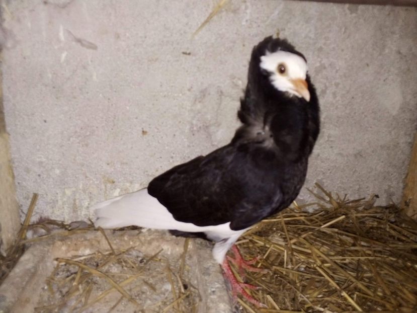 received_350412296091394 - Pui de porumbei capucini 2020