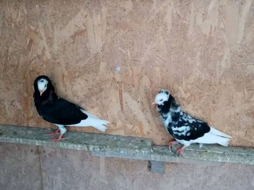  - Pui de porumbei capucini 2020