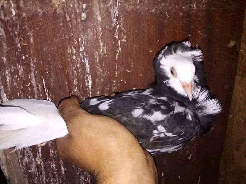  - Pui de porumbei capucini 2020