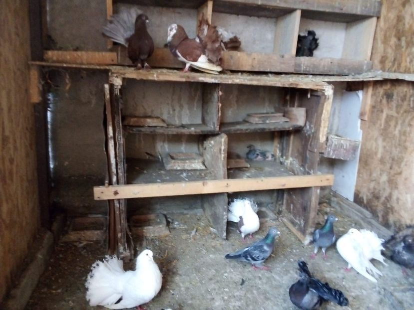 received_587234605563785 - Porumbei