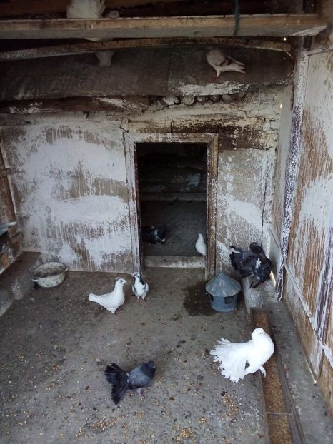 received_238839850343872 - Porumbei