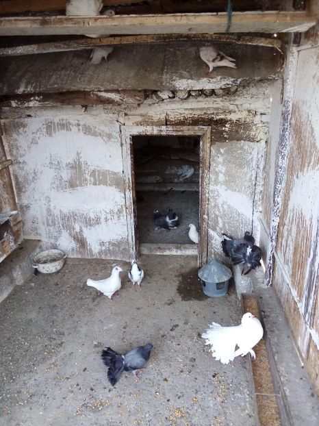 received_391209231594099 - Porumbei