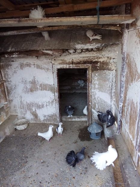 received_770500323777539 - Porumbei