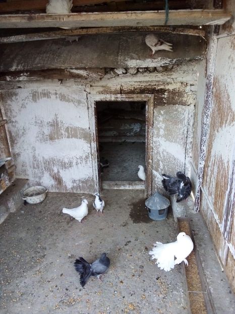 received_916647918688758 - Porumbei