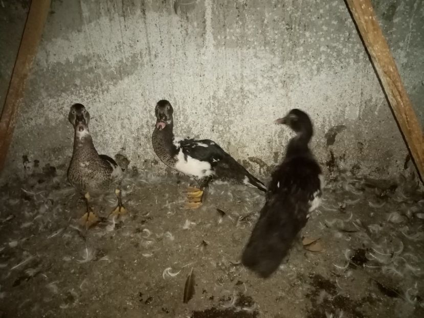  - Boboci de rață leșească 2020