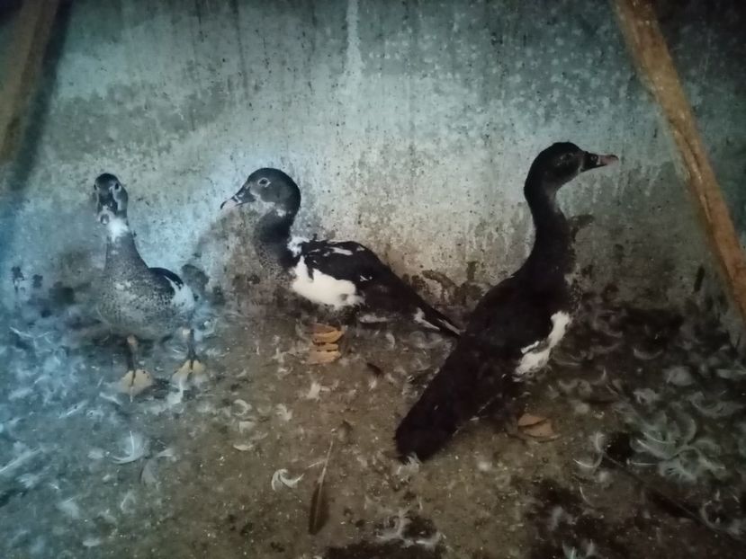  - Boboci de rață leșească 2020