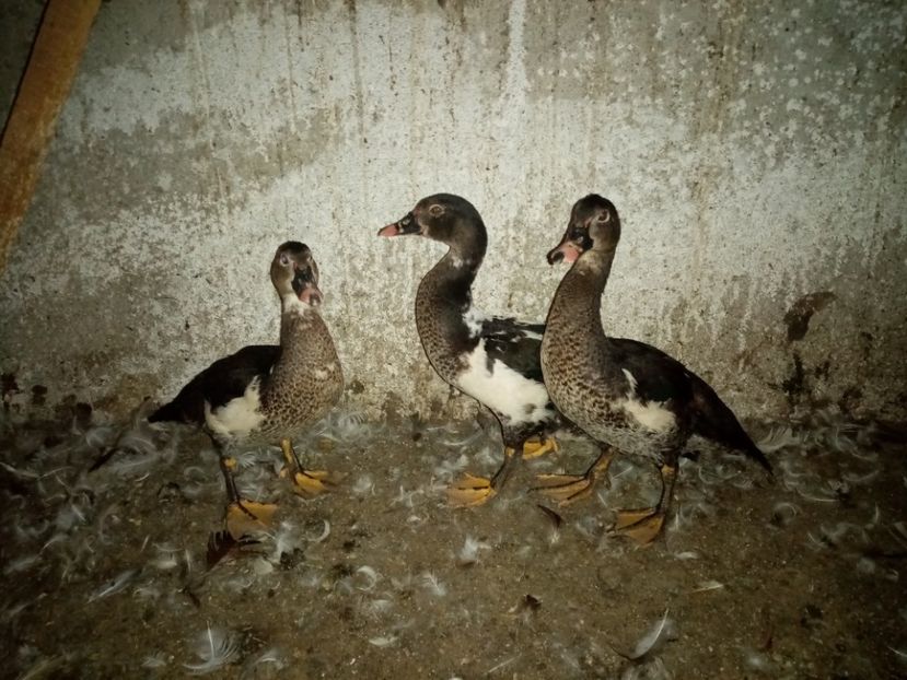  - Boboci de rață leșească 2020