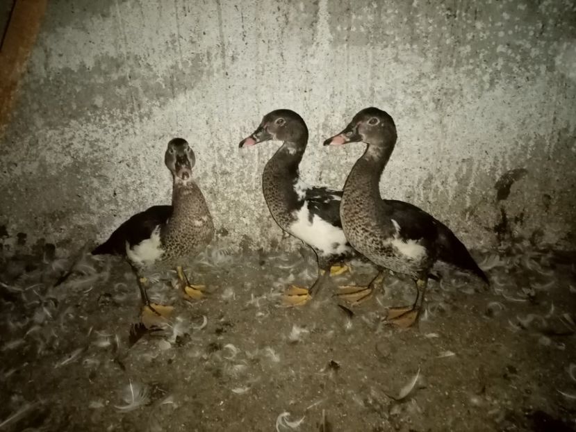  - Boboci de rață leșească 2020