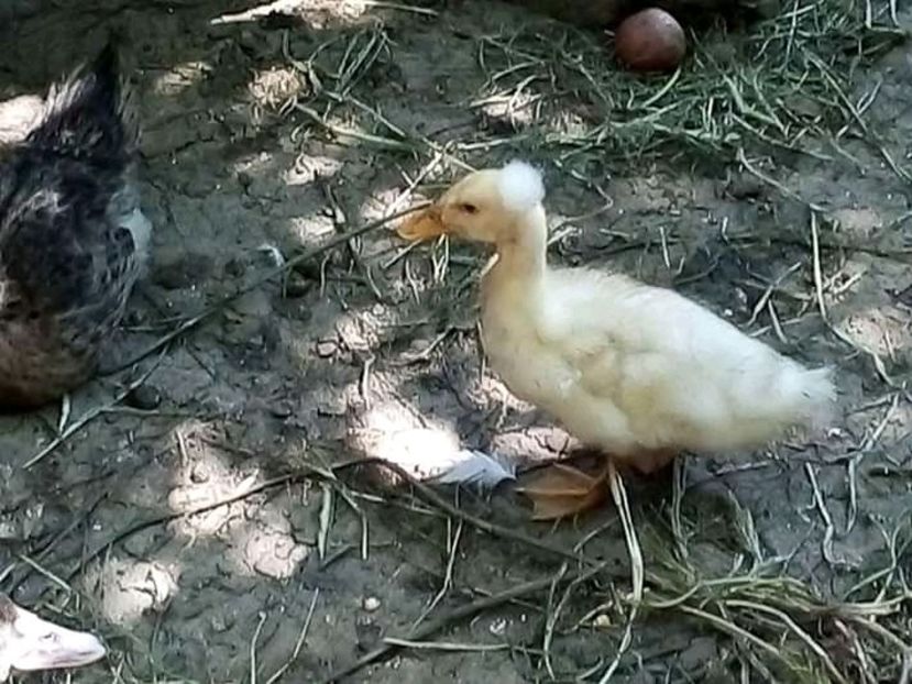  - Boboci de rață românească 2020