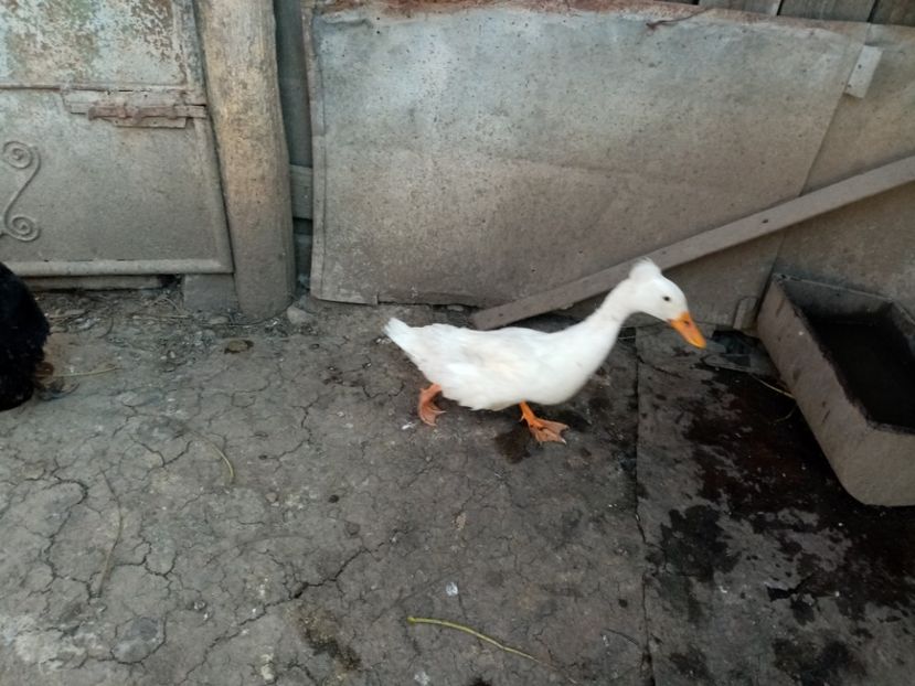  - Boboci de rață românească 2020