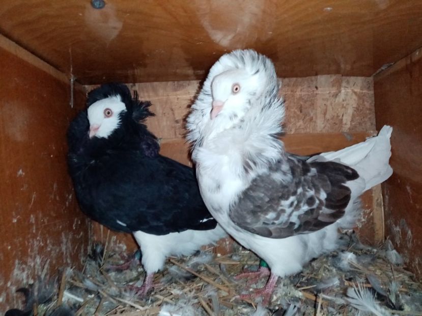  - Porumbei Gulerați