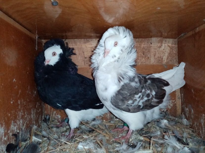  - Porumbei Gulerați