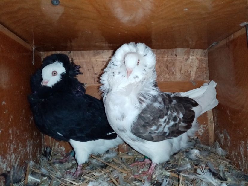  - Porumbei Gulerați