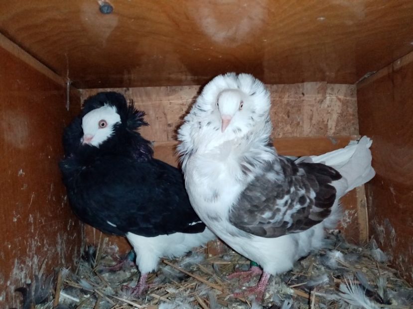  - Porumbei Gulerați