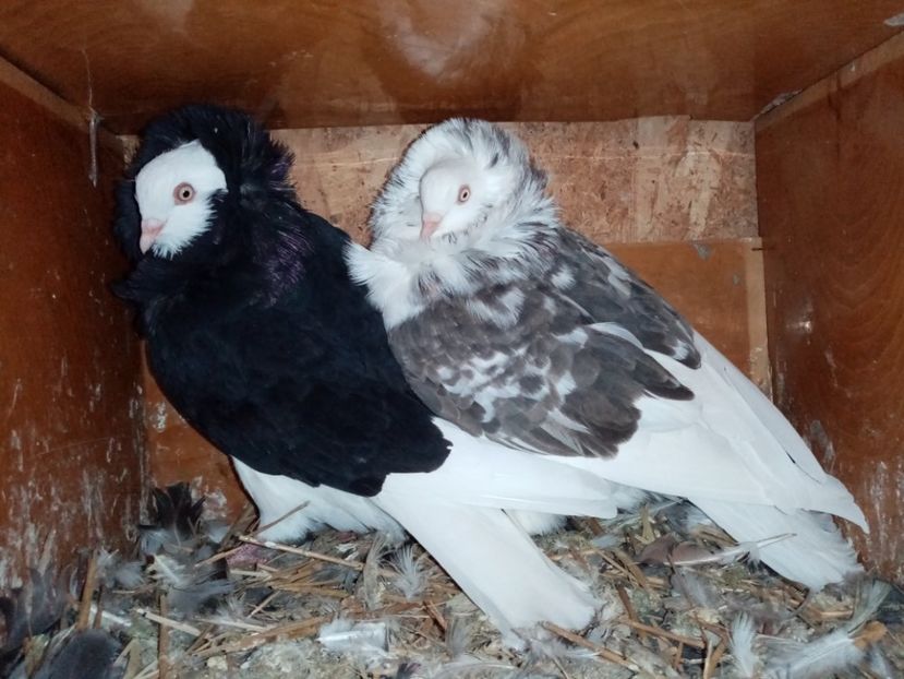  - Porumbei Gulerați