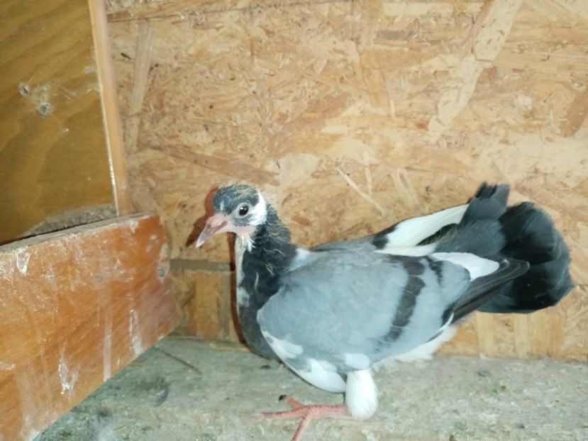  - Pui de porumbei voltați 2020