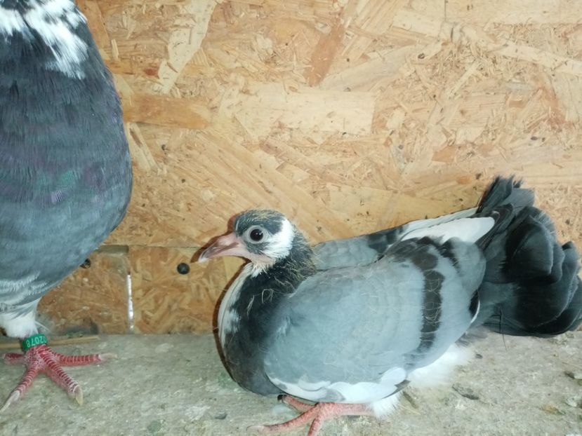  - Pui de porumbei voltați 2020