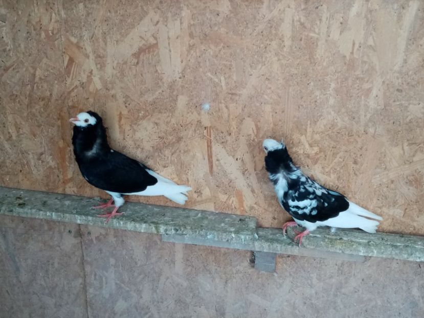  - Pui de porumbei capucini 2020