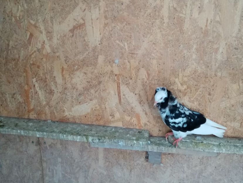  - Pui de porumbei capucini 2020