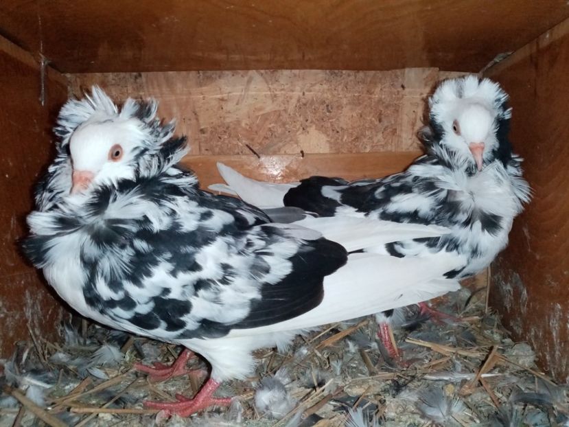  - Pui de porumbei capucini 2020