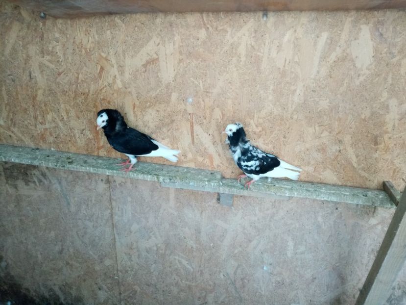  - Pui de porumbei capucini 2020